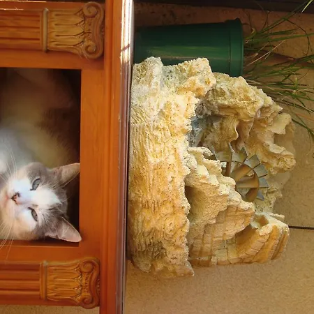 D'hotes Les Palmiers De La Cite Готель типу 