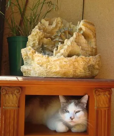 D'hotes Les Palmiers De La Cite