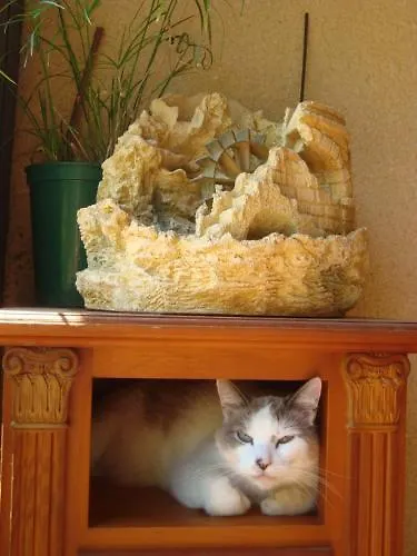 Chambres D'hotes Les Palmiers De La Cite